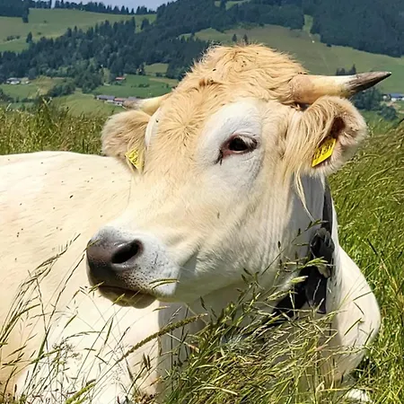 Appartement Alpenflair Im Oberallgaeu- Pool- Sauna- Bikepark- Skilift- Loipe- Wanderwege- Stilvoll Und Kinderfreundlich Missen-Wilhams
